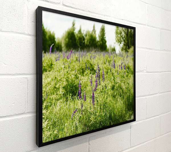 Purple Meadow Dreams