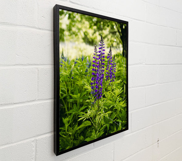 Purple Blooms In Green