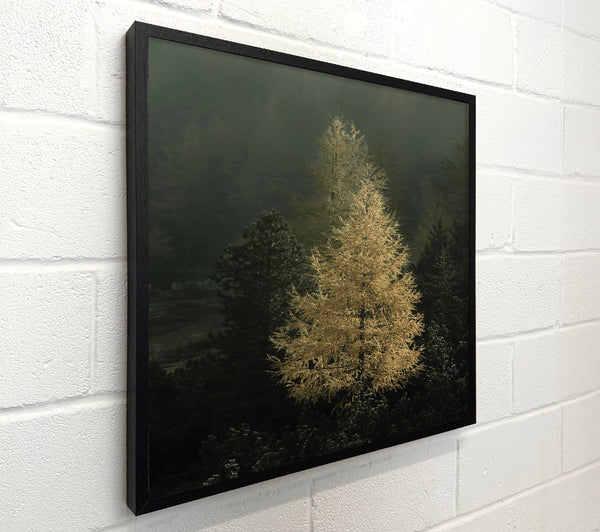 Golden Larch In Mist