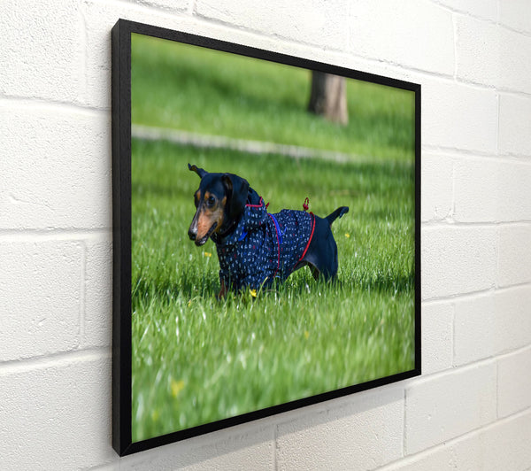 Green Dog In Blue Coat
