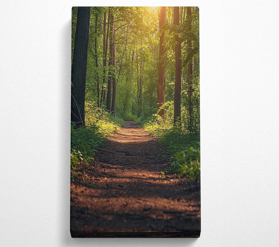  A Canvas Print of Forest Walk Canvas Print