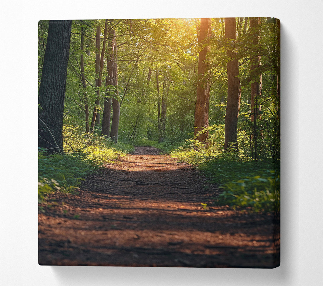  A Canvas Print of Forest Walk Canvas Print