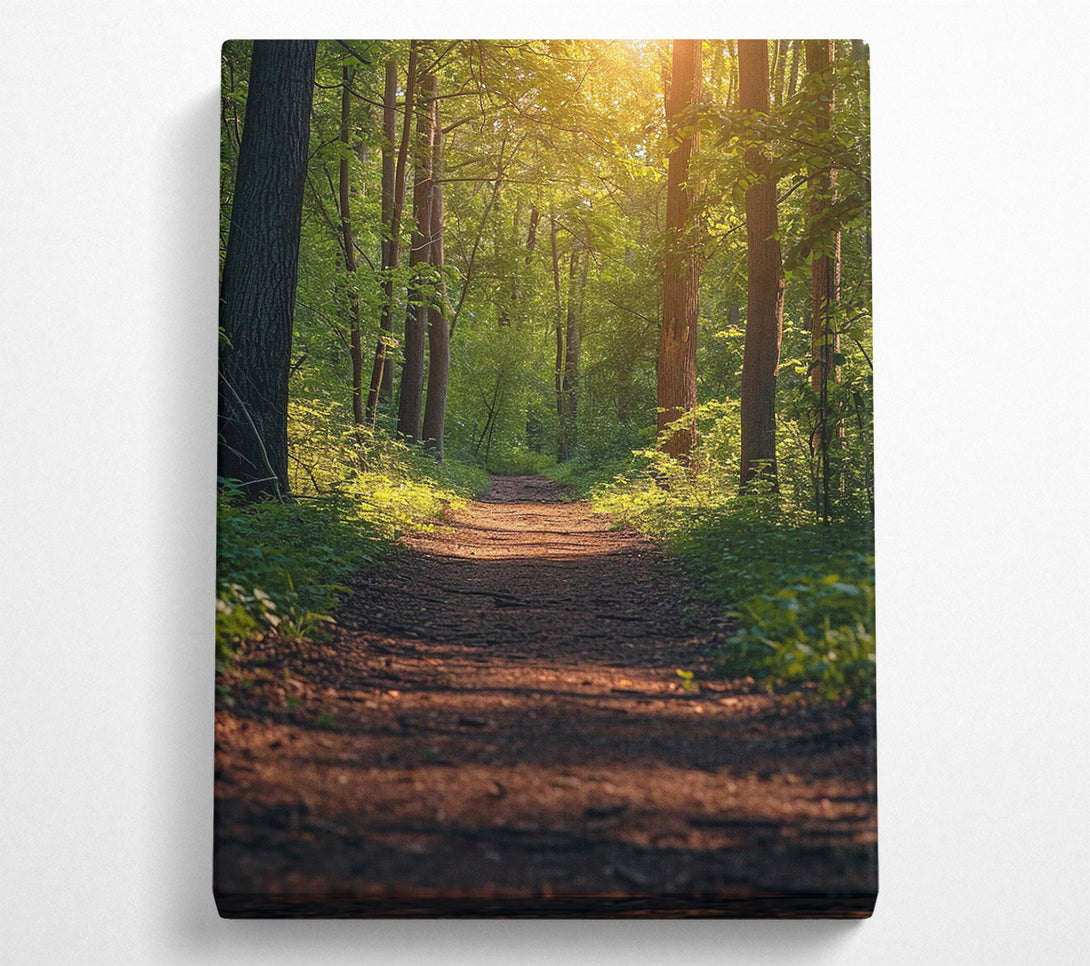  A Canvas Print of Forest Walk Canvas Print