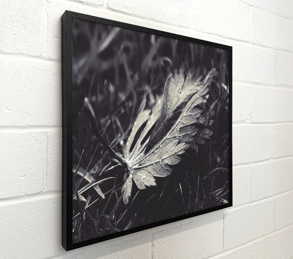 Silver Leaf In Shadow