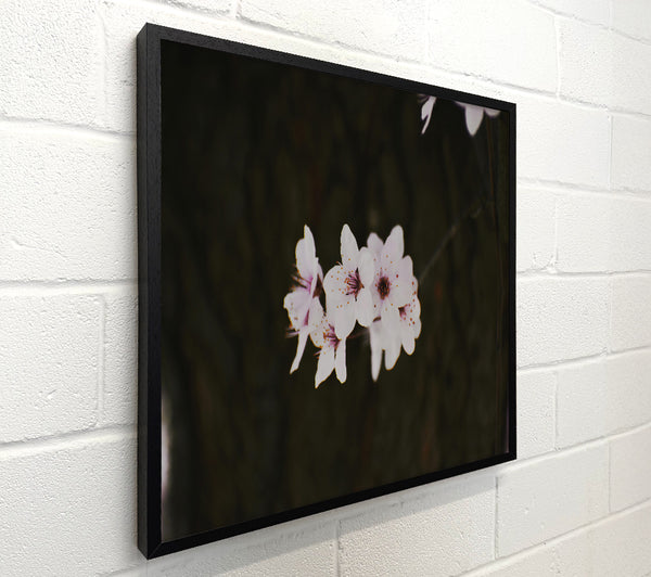 White Blossoms Against Dark