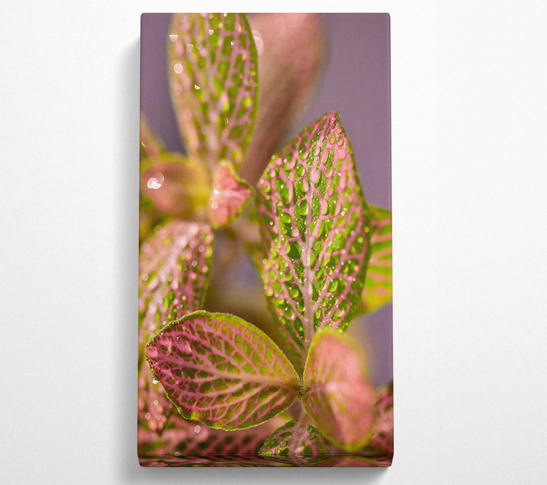  A Canvas Print of Pink Dewy Leaves Canvas Wall Art