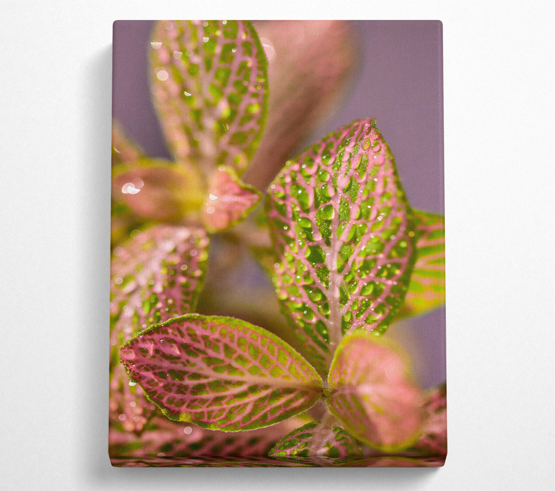  A Canvas Print of Pink Dewy Leaves Canvas Wall Art
