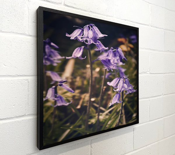 Purple Woodland Bells