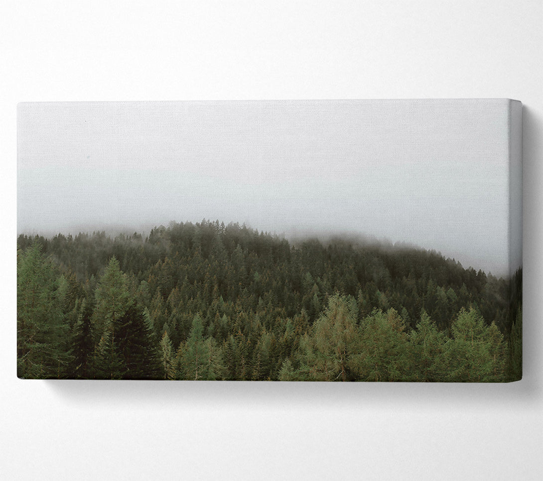  A Canvas Print of Green Foggy Forest Canvas Art