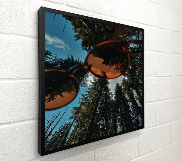 Amber Sky Through Pines