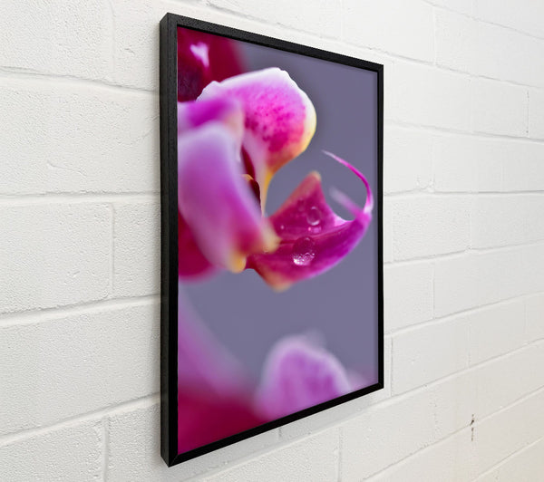 Pink Petal Dewdrop