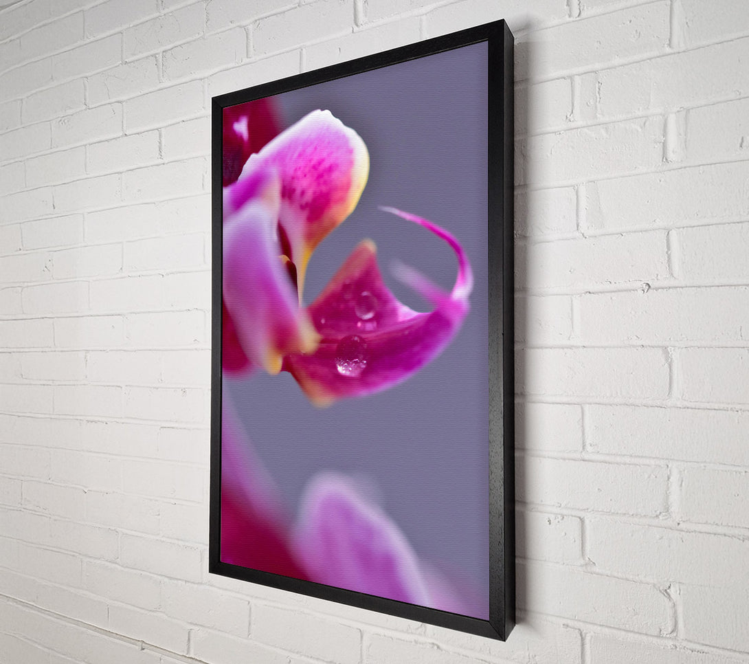  A Canvas Print of Pink Petal Dewdrop Canvas Print