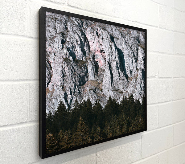 Pink Cliffs And Pines