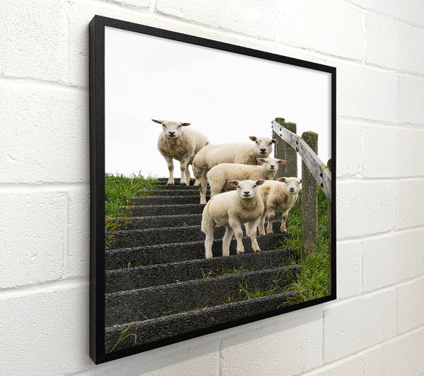 White Sheep On Black Stairs