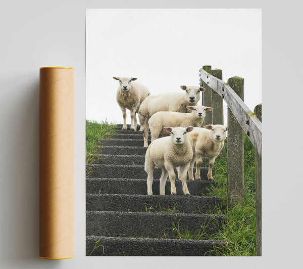 White Sheep On Black Stairs Poster