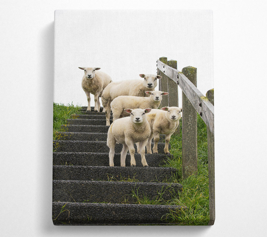  A Canvas Print of White Sheep On Black Stairs Canvas Print