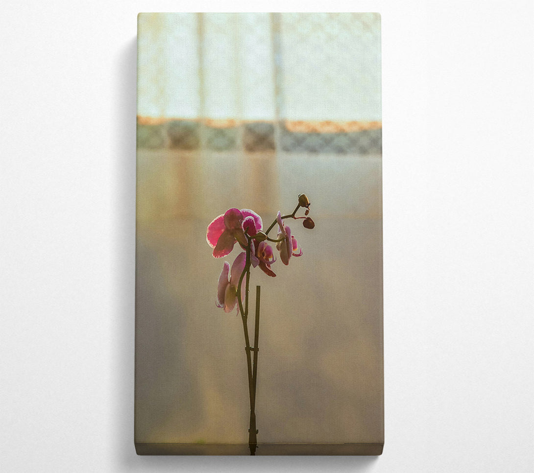  A Canvas Print of Pink Orchid Bloom Canvas Wall Art