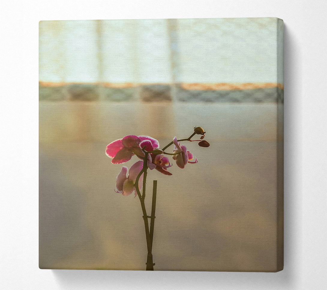  A Canvas Print of Pink Orchid Bloom Canvas Wall Art