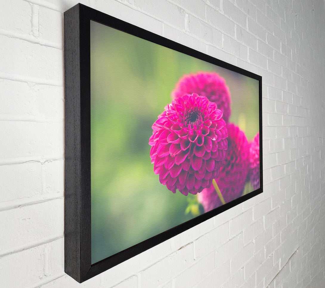  A Canvas Print of Fuchsia Flower Bloom Canvas Print