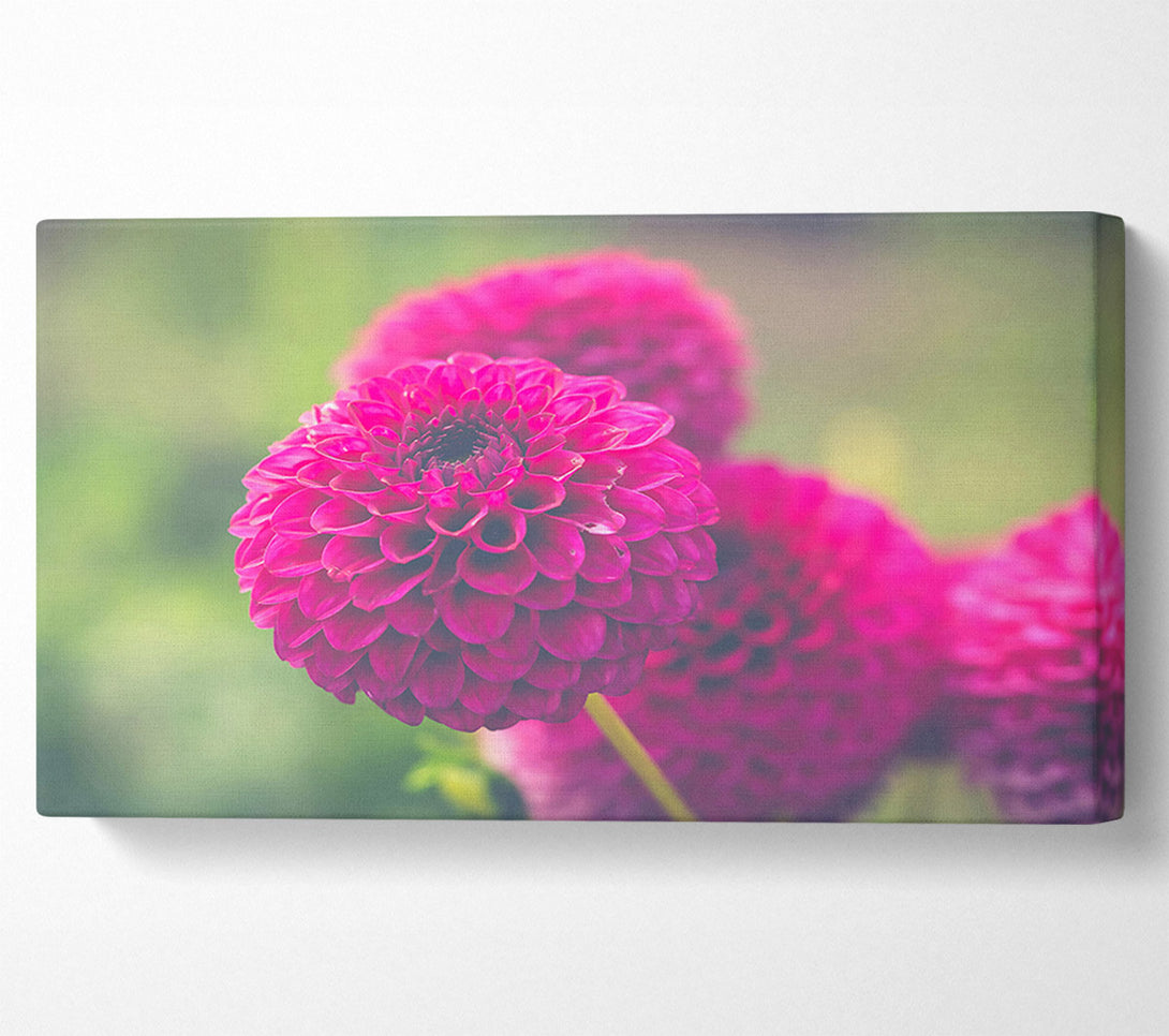  A Canvas Print of Fuchsia Flower Bloom Canvas Print