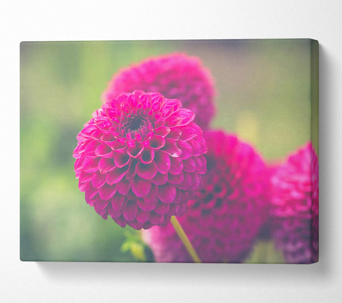  A Canvas Print of Fuchsia Flower Bloom Canvas Print