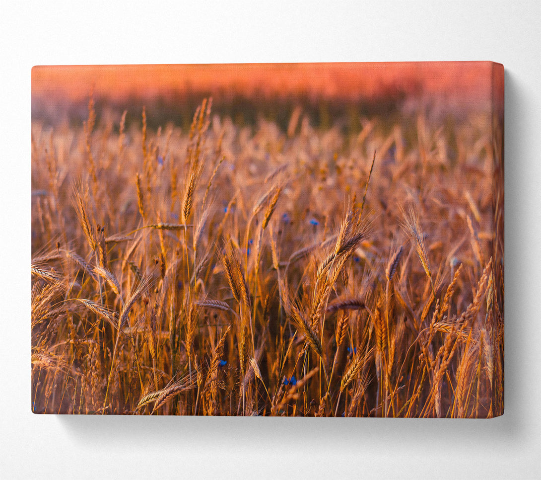 A Canvas Print of Golden Wheat Field Canvas Wall Art