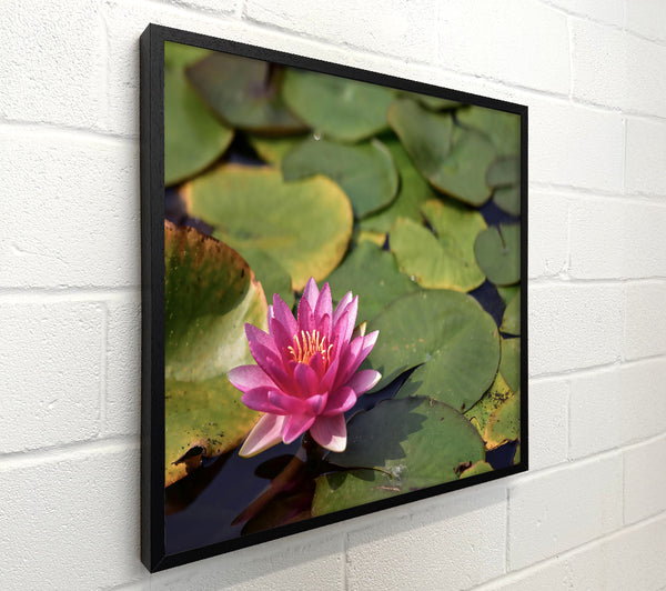 Pink Lily Pond