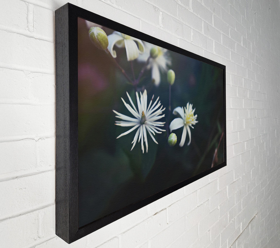 A Canvas Print of White Blooms In Darkness Canvas Art