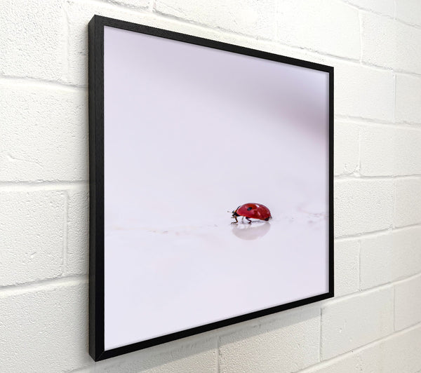 Red On White Reflection