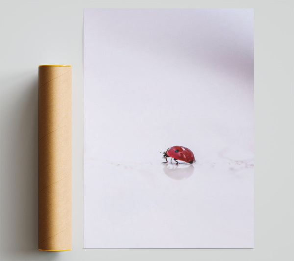 Red On White Reflection Print