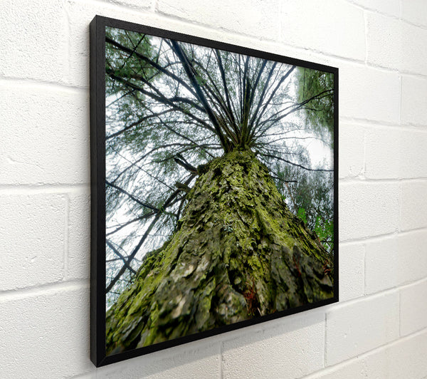 Green Mossy Trunk