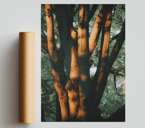Golden Sunlight'S Embrace Print