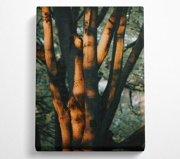  A Canvas Print of Golden Sunlight'S Embrace Canvas Wall Art