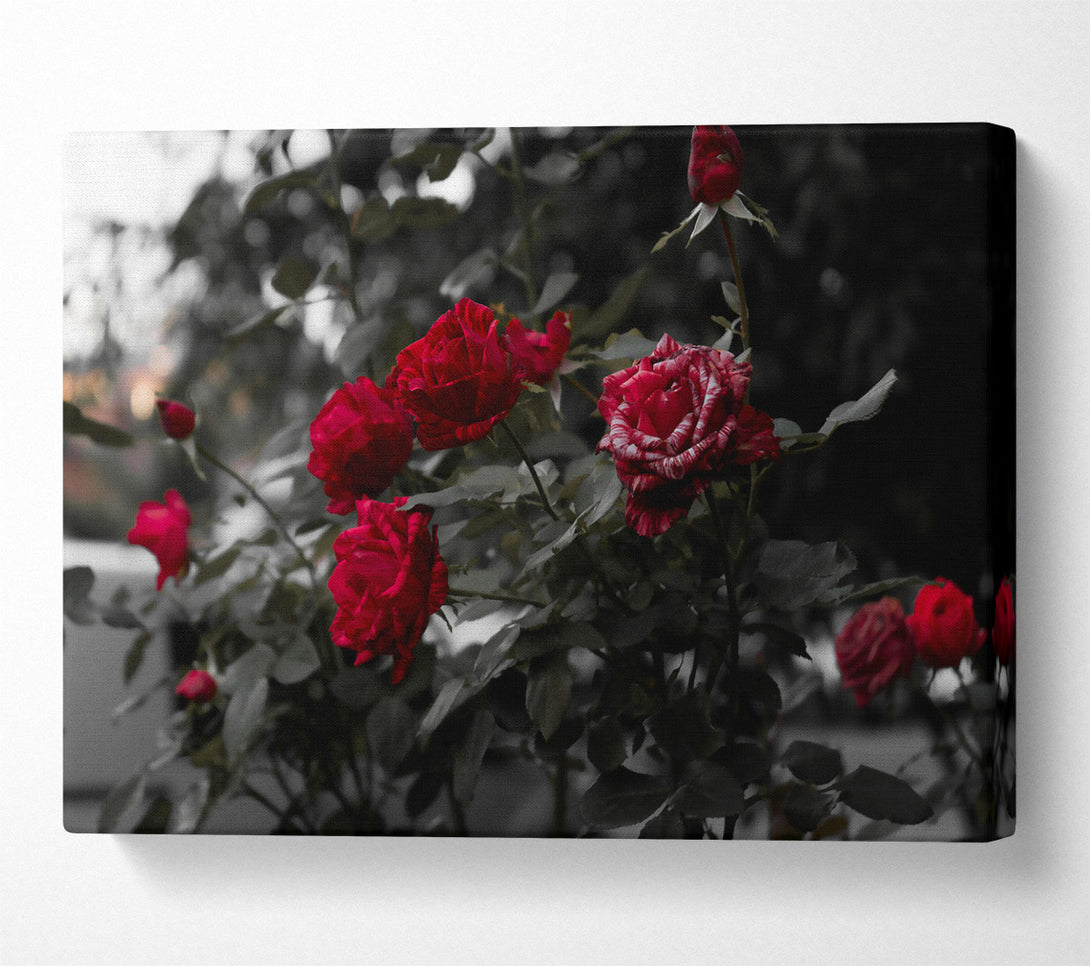  A Canvas Print of Crimson Rose Bloom Canvas Print