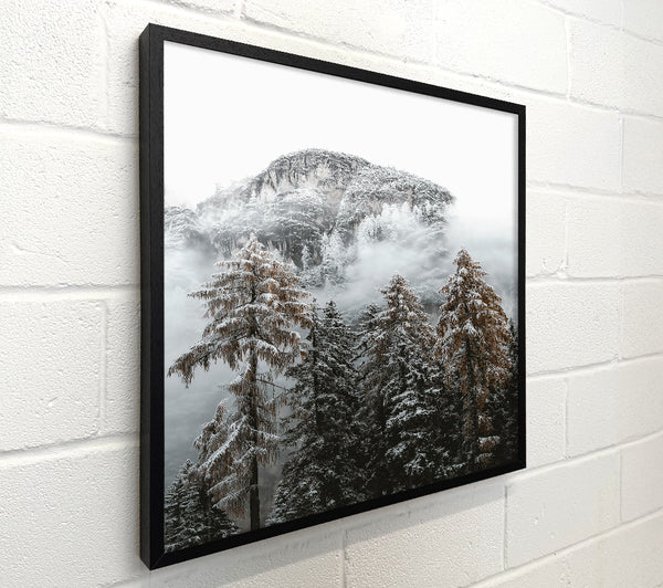 White Mist & Brown Pines