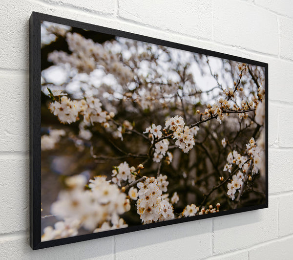 White Blossoms In Bloom