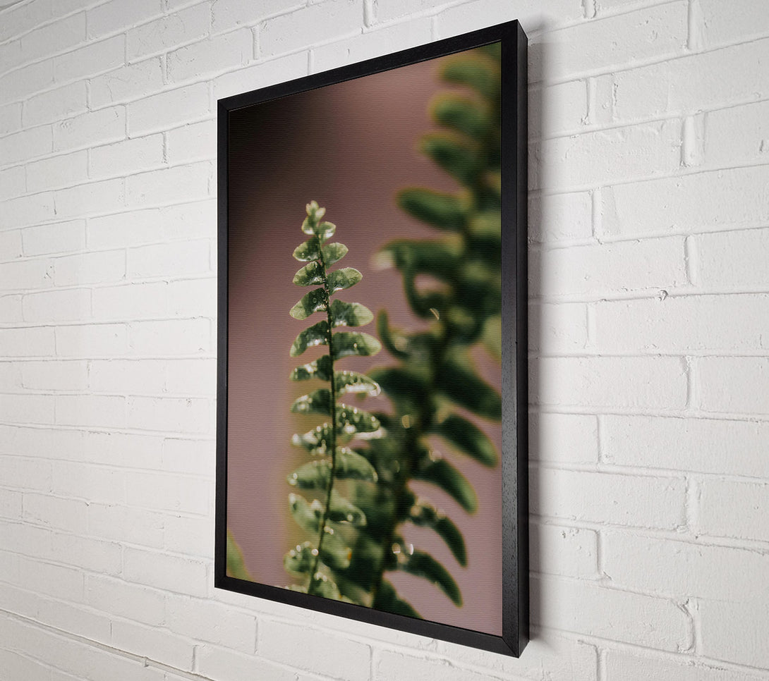  A Canvas Print of Green Fern Dew Drops Canvas Print