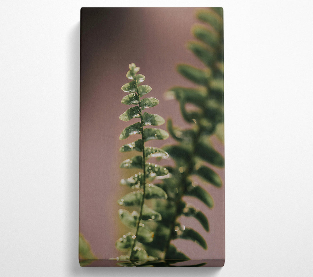  A Canvas Print of Green Fern Dew Drops Canvas Print