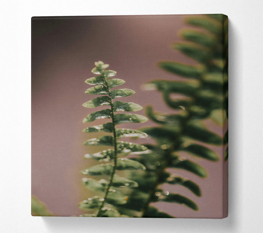 A Canvas Print of Green Fern Dew Drops Canvas Print