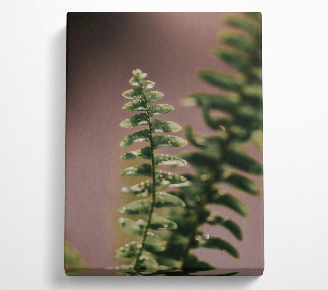  A Canvas Print of Green Fern Dew Drops Canvas Print