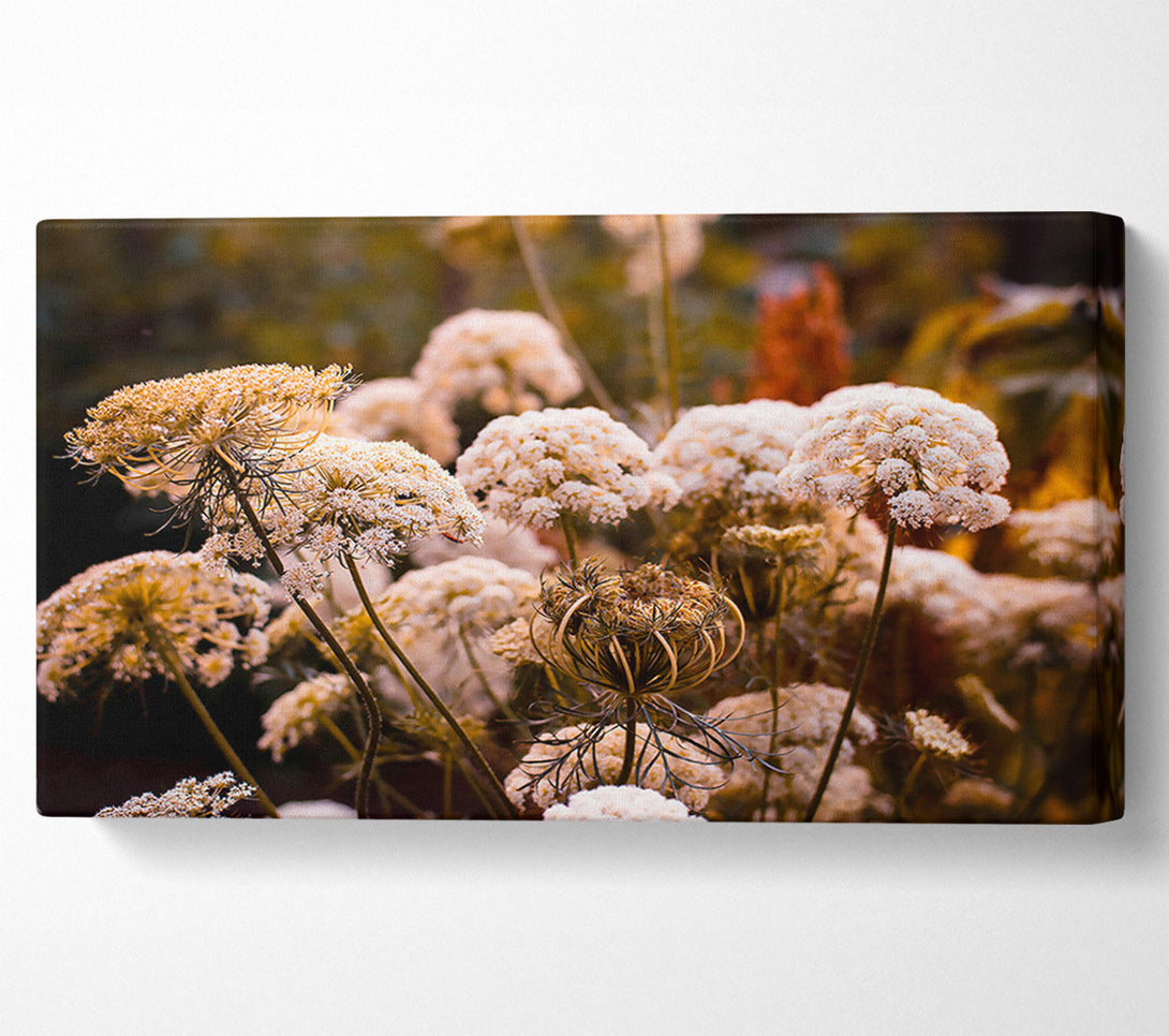  A Canvas Print of White Lace In The Sunset Canvas Print
