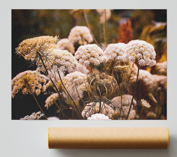 White Lace In The Sunset Giclee Print