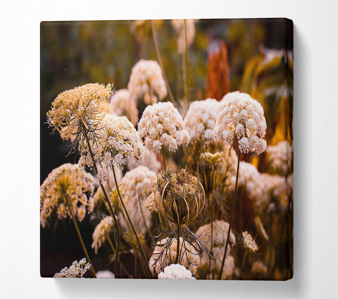  A Canvas Print of White Lace In The Sunset Canvas Print