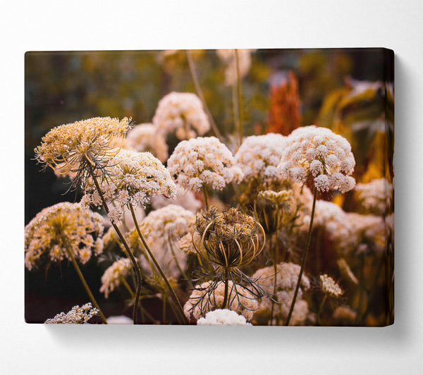  A Canvas Print of White Lace In The Sunset Canvas Print