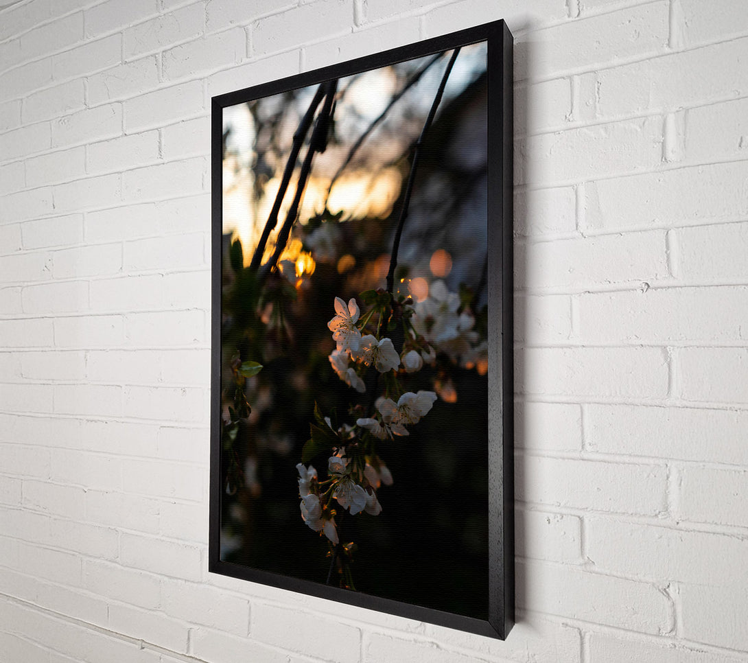  A Canvas Print of Golden Blossom Sunset Canvas Wall Art