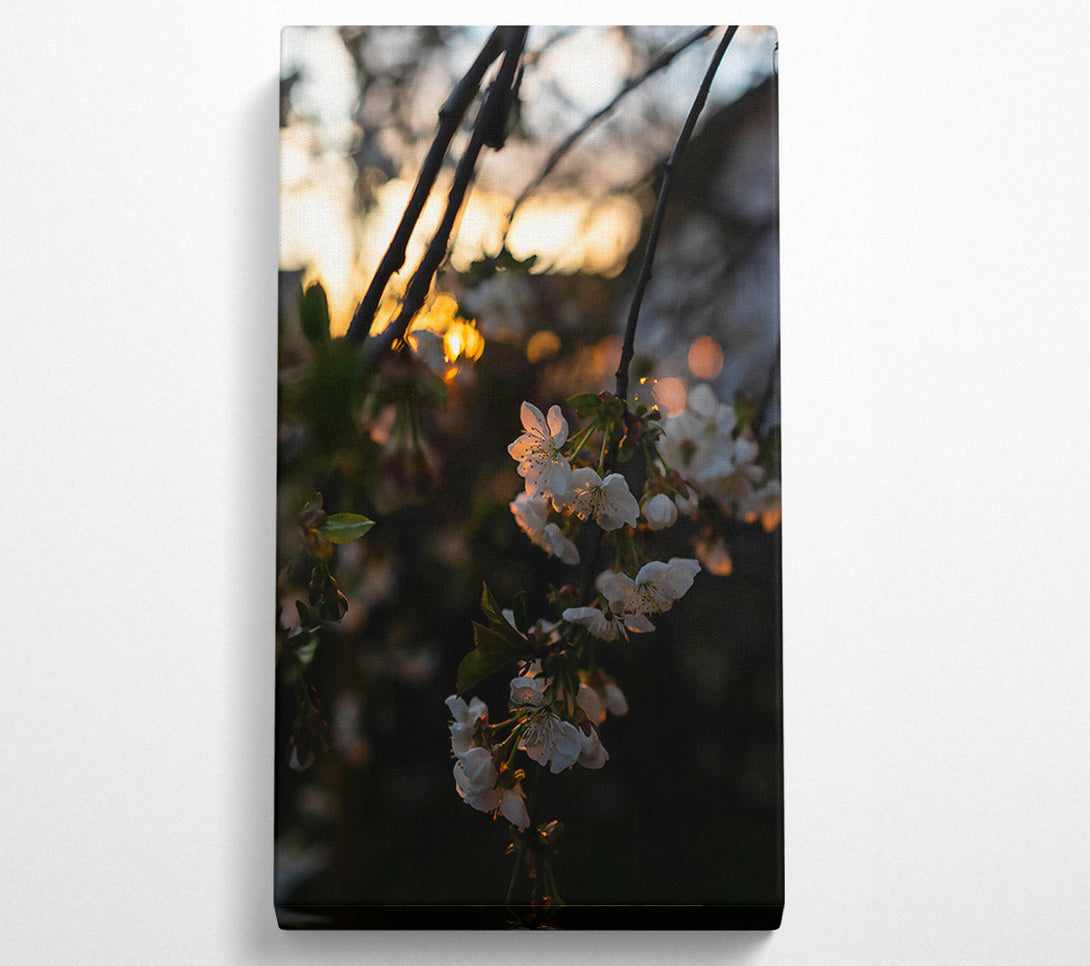  A Canvas Print of Golden Blossom Sunset Canvas Wall Art