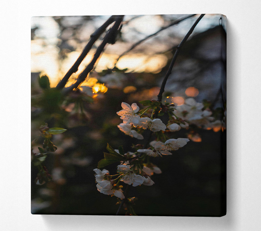  A Canvas Print of Golden Blossom Sunset Canvas Wall Art