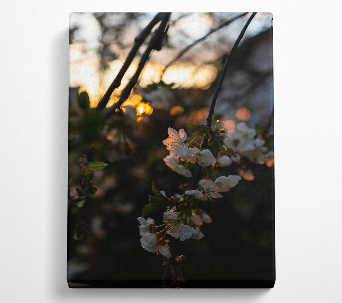  A Canvas Print of Golden Blossom Sunset Canvas Wall Art
