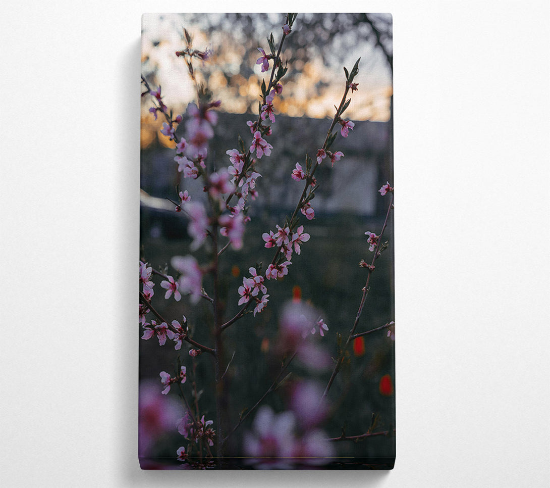  A Canvas Print of Pink Spring Blossoms Canvas Art