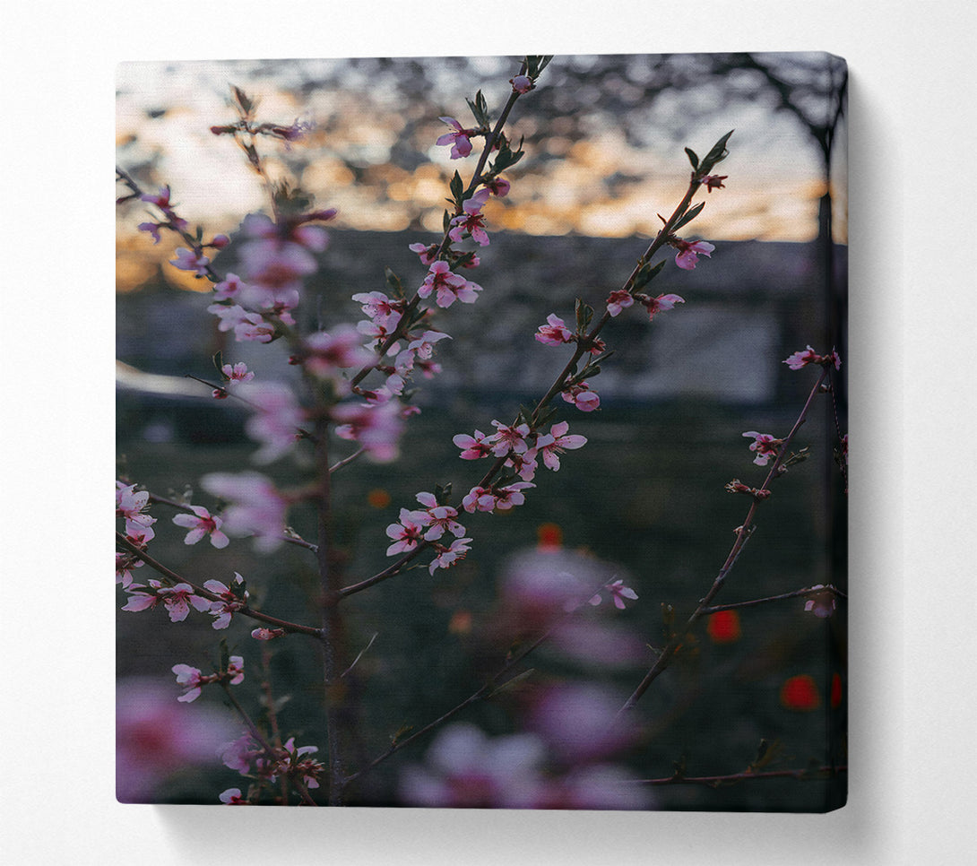  A Canvas Print of Pink Spring Blossoms Canvas Art